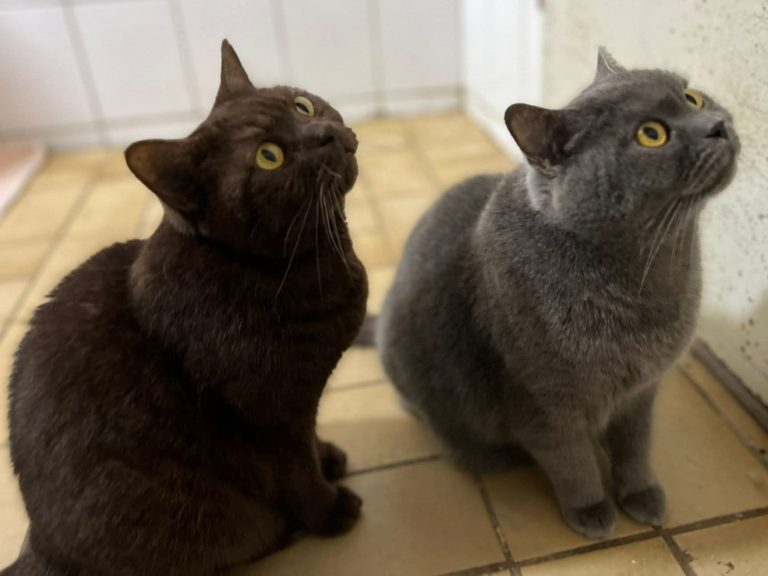 Candy und Brownie